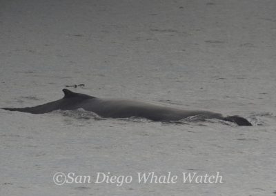 DSC 0392 1 | San Diego Whale Watch 17