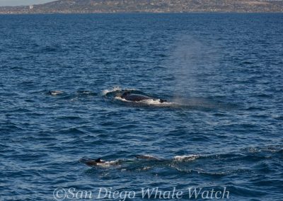DSC 0399 1 1 | San Diego Whale Watch 17