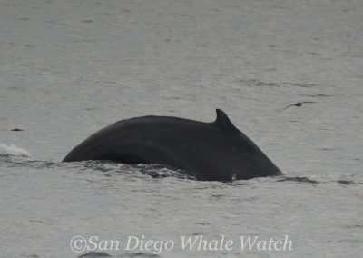 DSC 0399 2 | San Diego Whale Watch 19