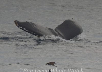 DSC 0408 1 | San Diego Whale Watch 21