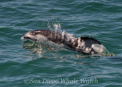 DSC 0409 1 | San Diego Whale Watch 5