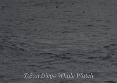 DSC 0411 1 1 | San Diego Whale Watch 23