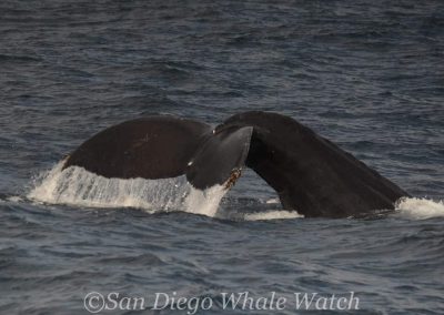 DSC 0411 2 | San Diego Whale Watch 35