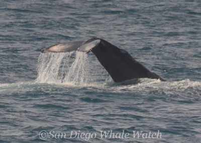 DSC 0418 1 1 | San Diego Whale Watch 19