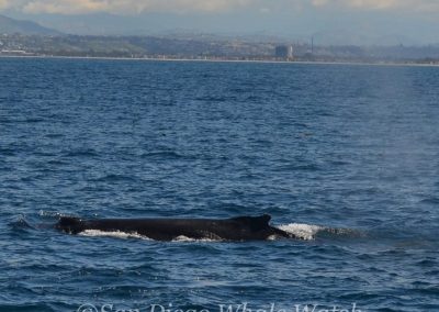 DSC 0418 2 | San Diego Whale Watch 19