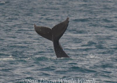 DSC 0421 1 | San Diego Whale Watch 21