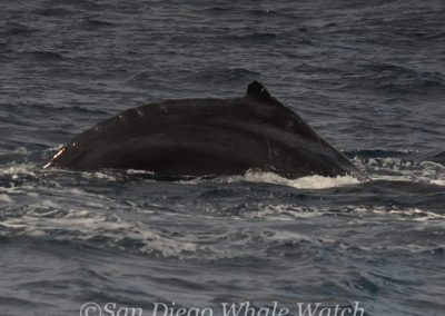 DSC 0424 1 | San Diego Whale Watch 37