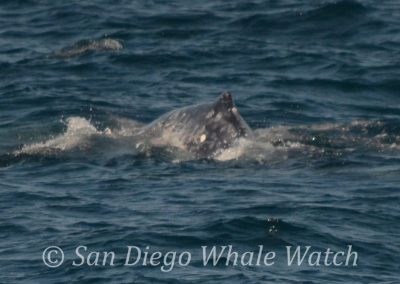 DSC 0425 1 1 | San Diego Whale Watch 11
