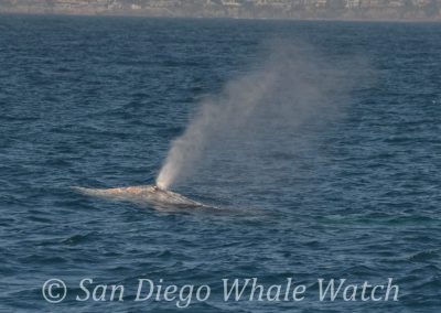 DSC 0427 1 | San Diego Whale Watch 13
