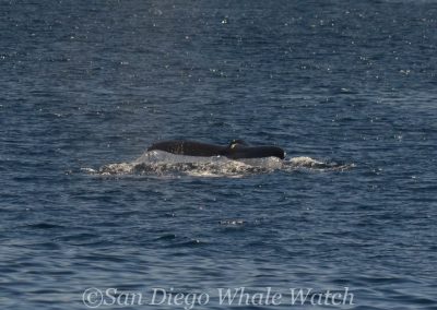DSC 0434 1 | San Diego Whale Watch 7