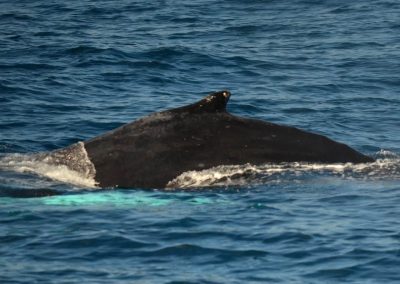 DSC 0443 2 | San Diego Whale Watch 9