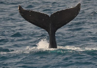 DSC 0468 1 | San Diego Whale Watch 23