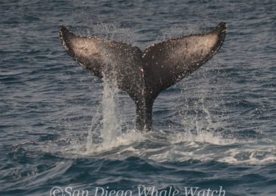 DSC 0472 1 | San Diego Whale Watch 25