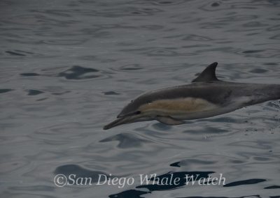DSC 0482 2 | San Diego Whale Watch 33