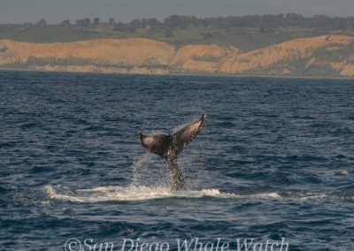 DSC 0493 1 | San Diego Whale Watch 29