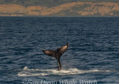 DSC 0496 1 | San Diego Whale Watch 31