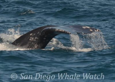 DSC 0502 1 | San Diego Whale Watch 15