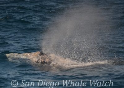 DSC 0518 1 | San Diego Whale Watch 17