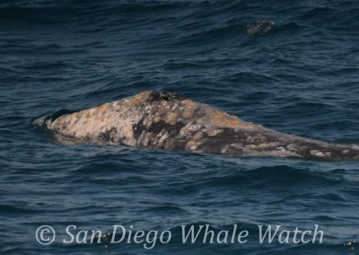 DSC 0521 1 | San Diego Whale Watch 19