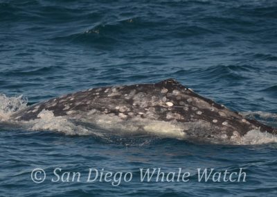DSC 0529 1 | San Diego Whale Watch 21