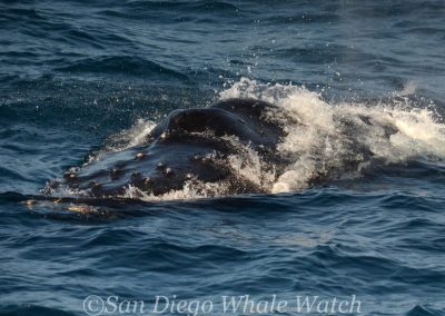 DSC 0534 1 | San Diego Whale Watch 7