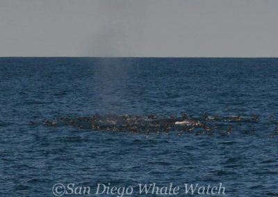 DSC 0535 1 | San Diego Whale Watch 25