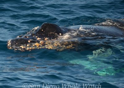 DSC 0540 1 | San Diego Whale Watch 9