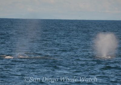 DSC 0552 1 | San Diego Whale Watch 27