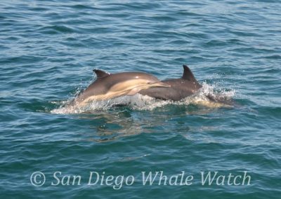 DSC 0555 1 | San Diego Whale Watch 1