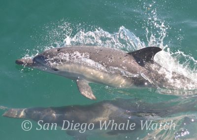 DSC 0567 1 | San Diego Whale Watch 3