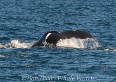DSC 0581 1 | San Diego Whale Watch 31