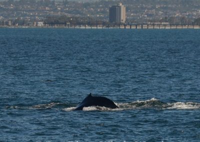 DSC 0602 1 | San Diego Whale Watch 33