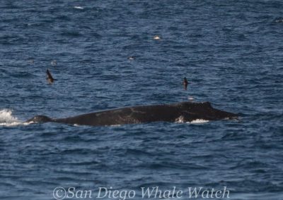 DSC 0611 2 | San Diego Whale Watch 41