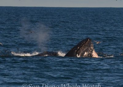 DSC 0664 1 | San Diego Whale Watch 37