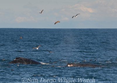 DSC 0674 1 | San Diego Whale Watch 41
