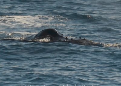 DSC 0681 1 | San Diego Whale Watch 43