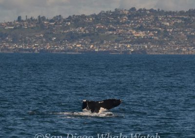 DSC 0703 2 | San Diego Whale Watch 45