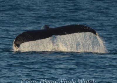 DSC 0707 1 | San Diego Whale Watch 47