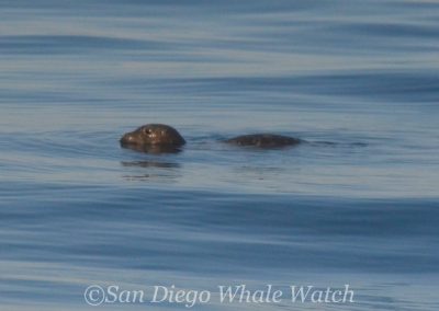DSC 0784 1 | San Diego Whale Watch 23