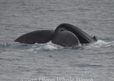 DSC 0788 1 | San Diego Whale Watch 1