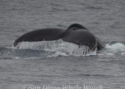 DSC 0789 1 | San Diego Whale Watch 3