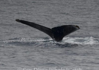 DSC 0793 1 | San Diego Whale Watch 5