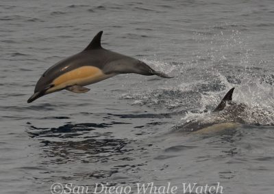 DSC 0813 1 | San Diego Whale Watch 7