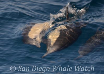 DSC 0815 1 1 | San Diego Whale Watch 7