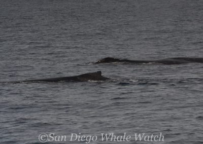 DSC 0825 1 | San Diego Whale Watch 9
