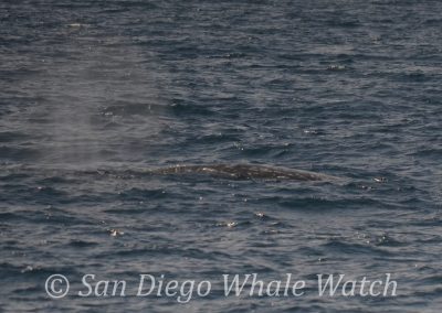 DSC 0826 1 | San Diego Whale Watch 9