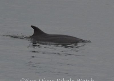 DSC 0848 1 | San Diego Whale Watch 35