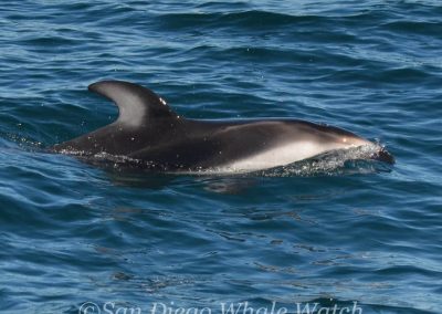 DSC 0859 1 1 | San Diego Whale Watch 49