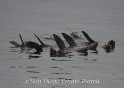DSC 0870 1 | San Diego Whale Watch 39