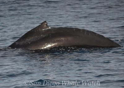 DSC 0882 1 | San Diego Whale Watch 11